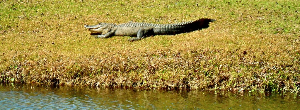 at Spring Lake lagoon in 2012